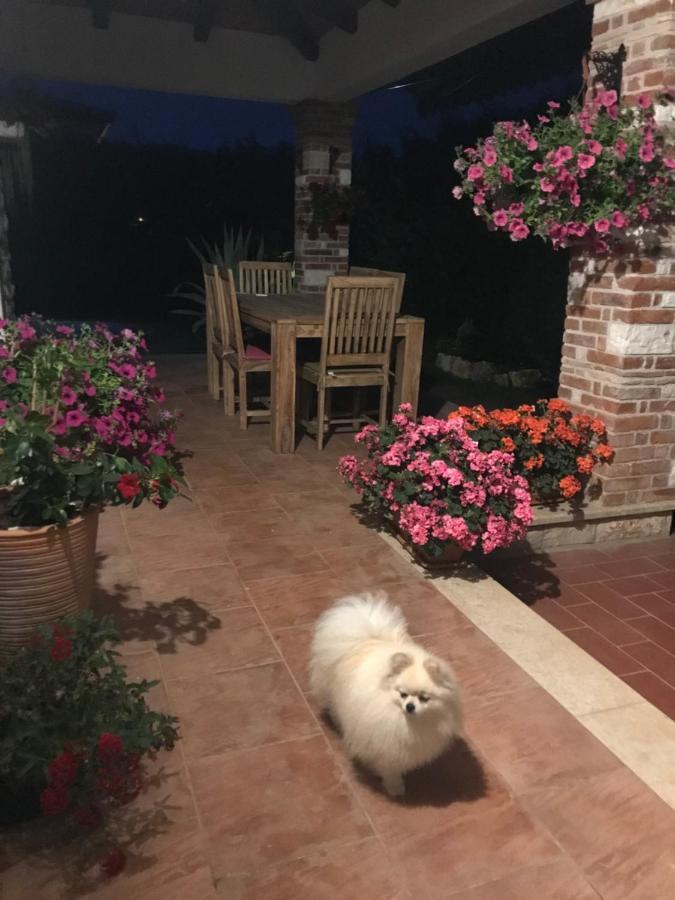 Villa Eva Karigador Novigrad Istria 外观 照片